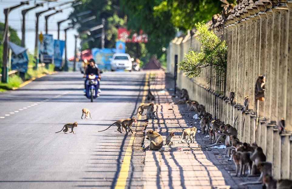 Агрессивные макаки терроризируют жителей тайского города