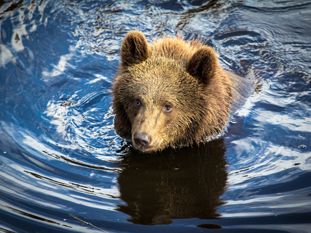 В США на реке люди освободили медведя, голова которого застряла в банке. ВИДЕО