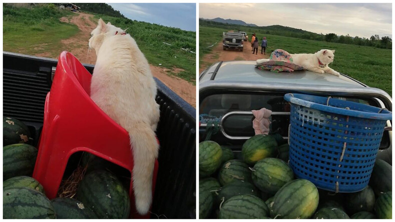 Кот охранял арбузы на рынке. ФОТО