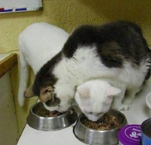 Смешные кошки, которые разучились правильно есть. ФОТО