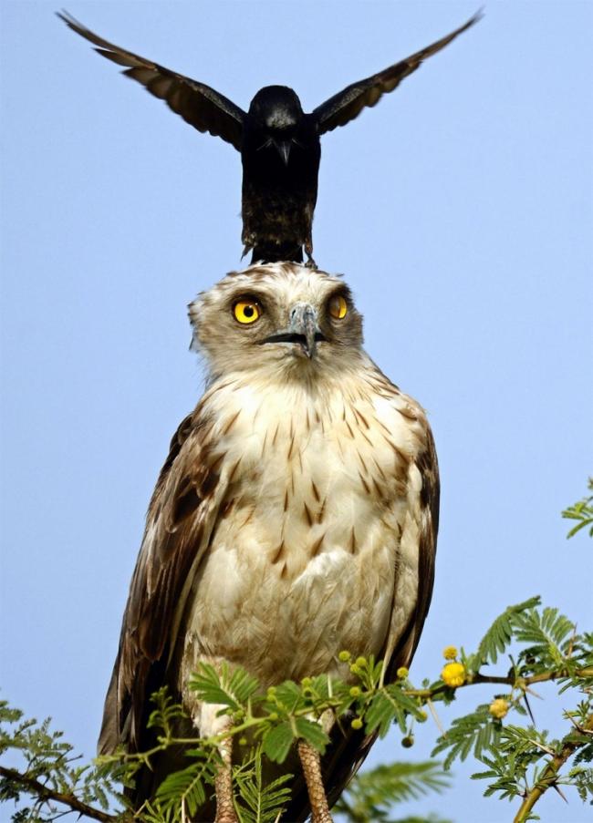 Курьезные снимки, показывающие, как сильно ворона может раздражать орла (ФОТО)