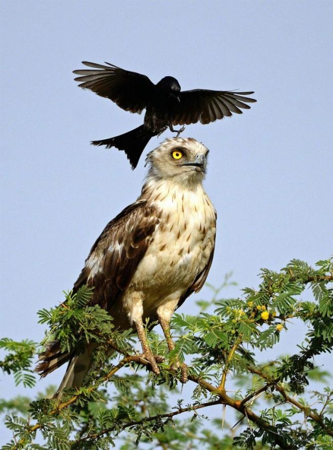 Курьезные снимки, показывающие, как сильно ворона может раздражать орла (ФОТО)