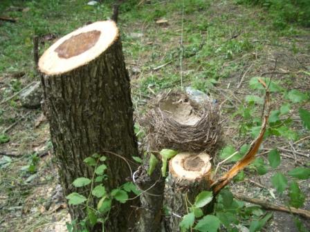 В Киеве запретили рубить деревья в течение 5 лет