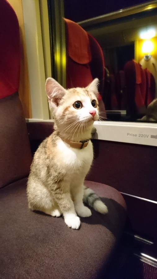 Котенок совершил путешествие на поезде в поисках хозяйки. ФОТО