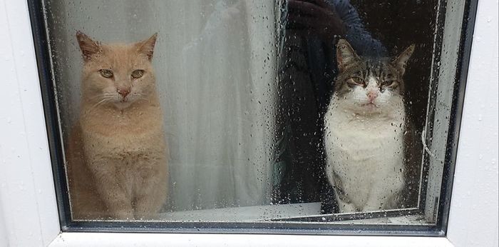 Эти кошки случайно забрели в чужие дома и нашли свое счастье. ФОТО