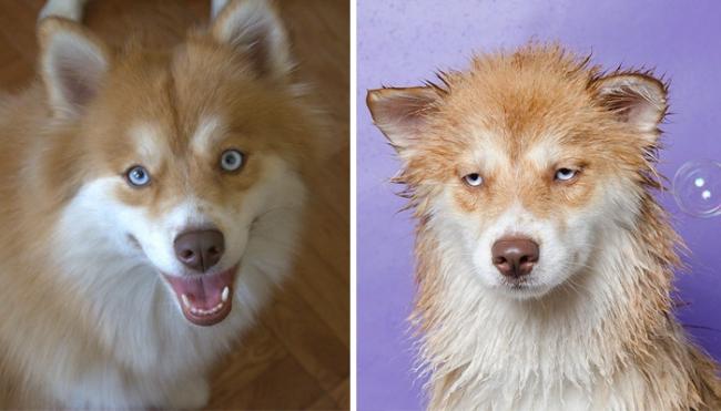 20 смешных собак, сфотографированных до и после принятия ванны (ФОТО)
