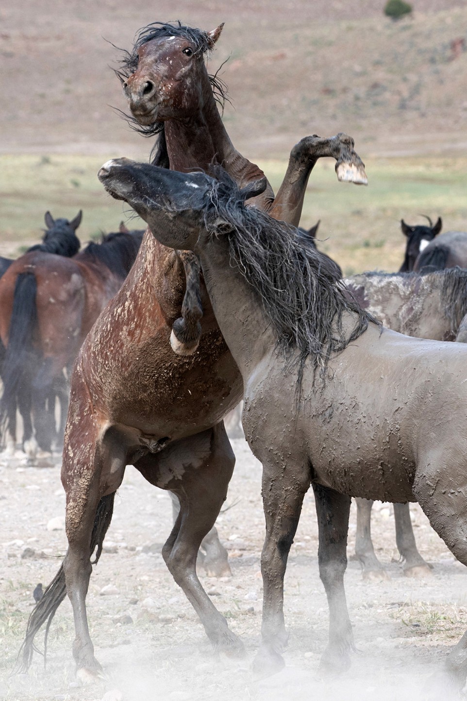 Схватка диких лошадей в штате Юта