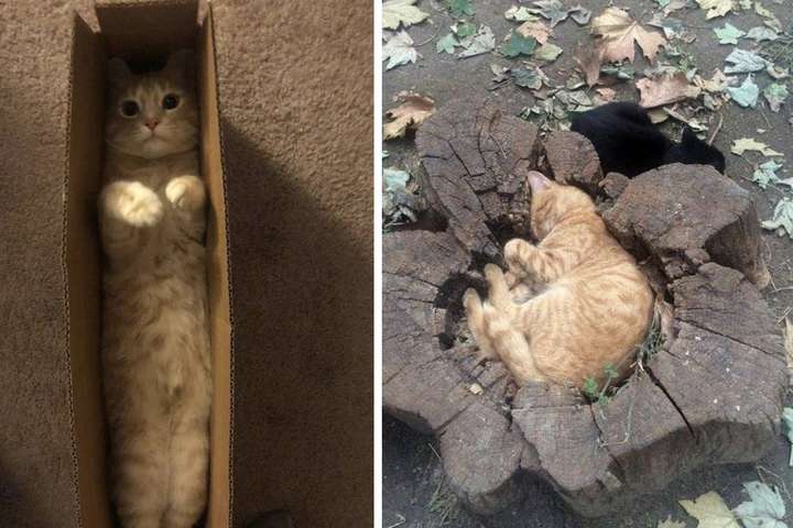 Эти коты предпочли странные места для отдыха. ФОТО