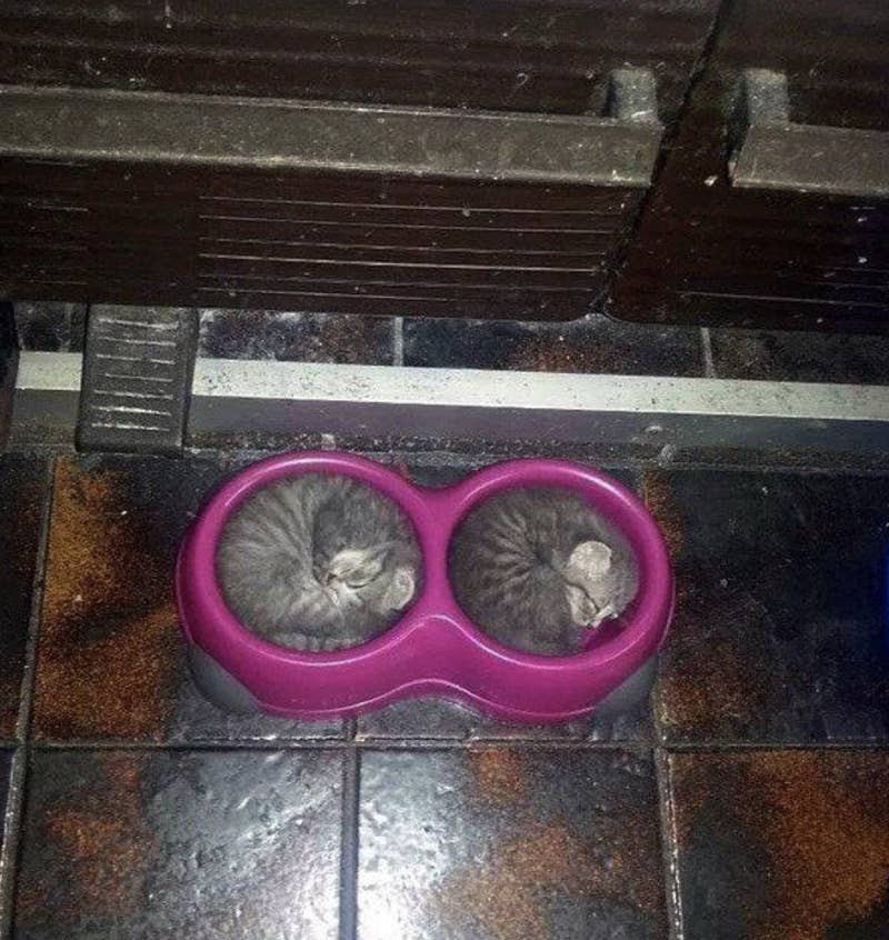 Эти коты предпочли странные места для отдыха. ФОТО