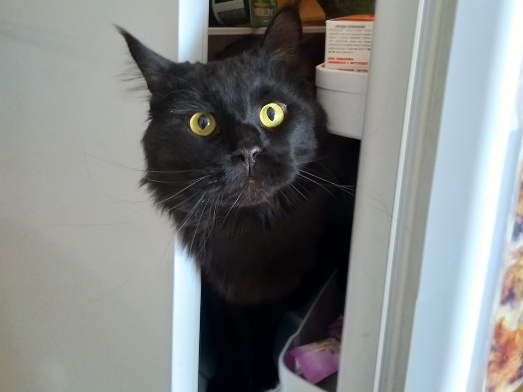 Кота придавило полкой с продуктами в холодильнике. ВИДЕО