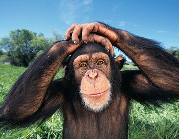 Британские ученые научились понимать шимпанзе