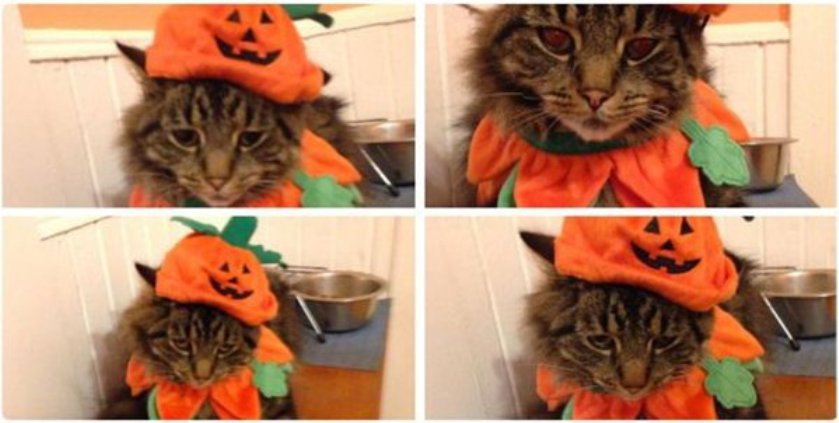 Кошки, которые недовольны своими хэллоуинскими костюмами
