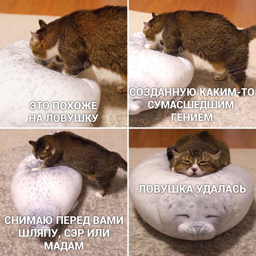 Знакомые мемы и жизненные ситуации с участием котов. ФОТО