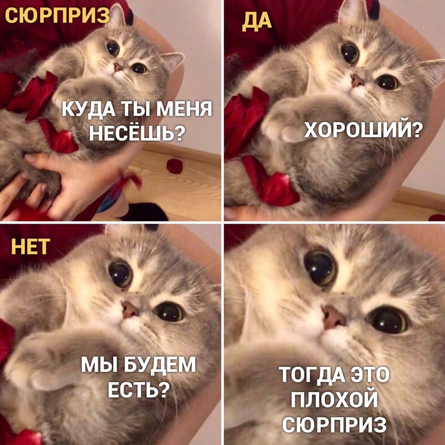Знакомые мемы и жизненные ситуации с участием котов. ФОТО