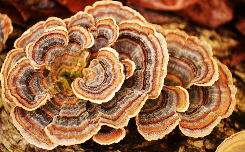 Самые удивительные среди грибов мира