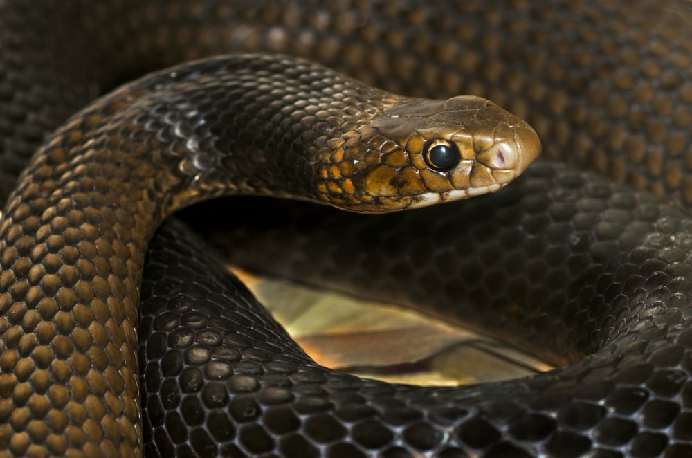 В Австралии водитель пикапа одолел опаснейшую змею