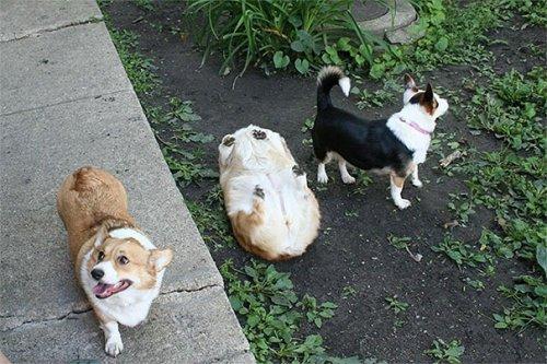 Собаки, которые попали в забавные ситуации (ФОТО)