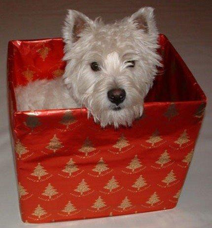 Собаки, которые тоже обожают сидеть в коробках (ФОТО)