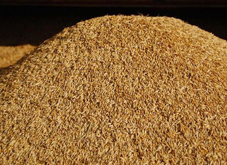 Россия начала продавать крымское зерно в Саудовскую Аравию