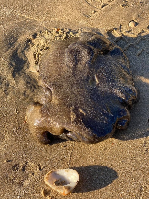 Австралийка нашла на пляже загадочное морское существо. ФОТО