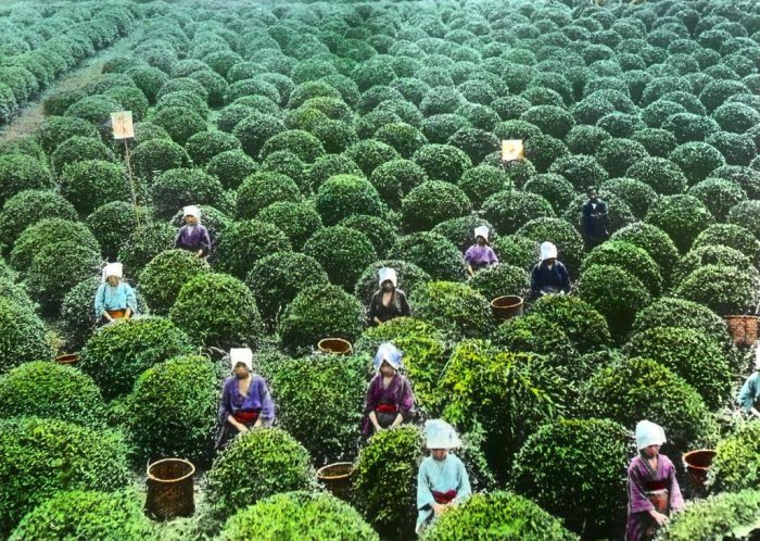 Чайная история Японии на фотографиях столетней давности