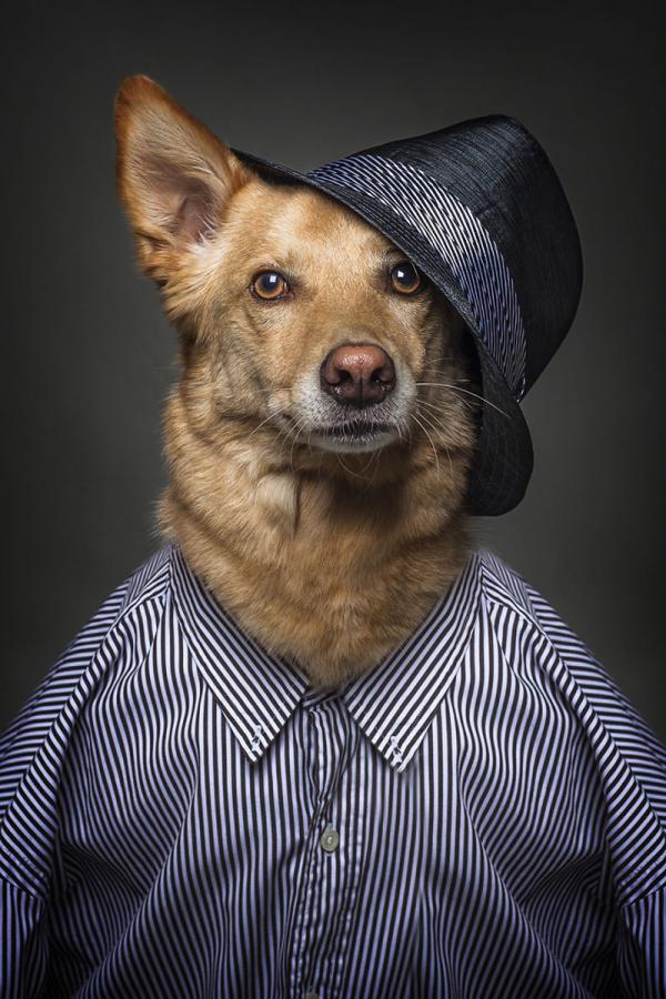 Если бы собаки были людьми: забавные образы братьев наших меньших (ФОТО)