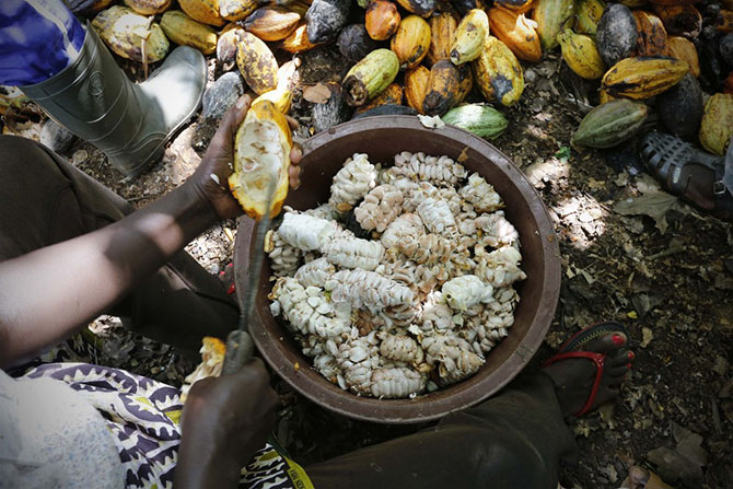 Как выращивают какао в Африке