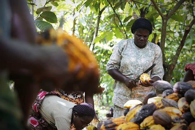 Как выращивают какао в Африке