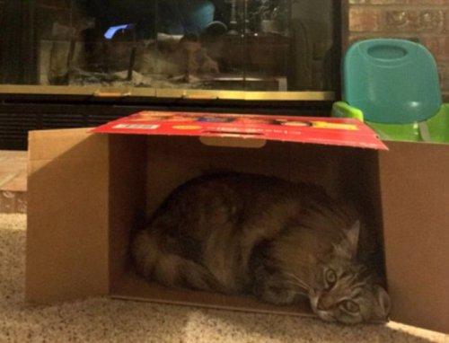 Курьезные снимки из серии «кошки в коробках» (ФОТО)