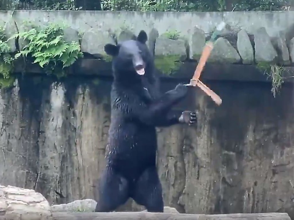 Медведь удивил умением крутить нунчаки. ВИДЕО