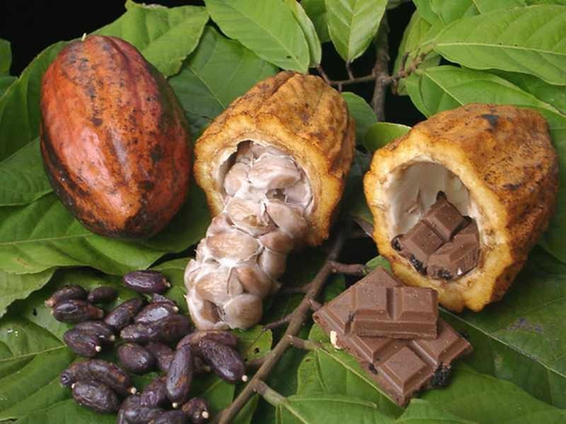 Какао предупредит развитие заболеваний головного мозга