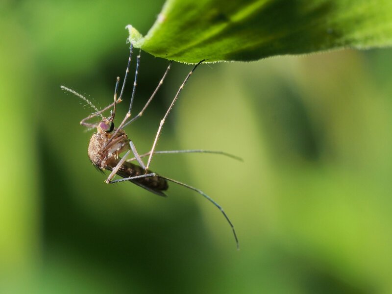 Пять этапов жизни комара: от яйца до зимней спячки