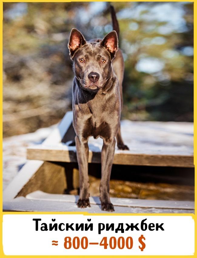 ТОП-10 самых дорогих пород собак (ФОТО)