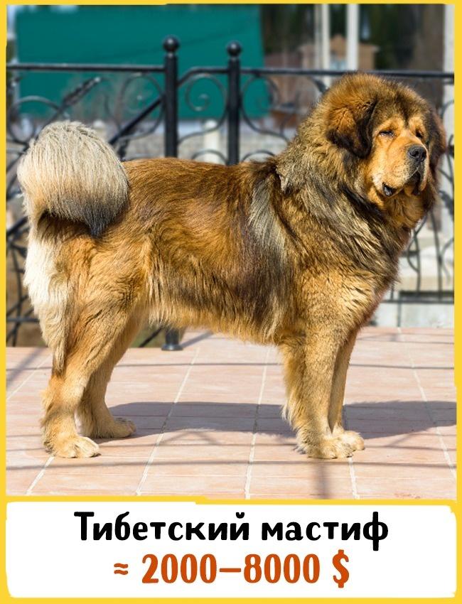 ТОП-10 самых дорогих пород собак (ФОТО)