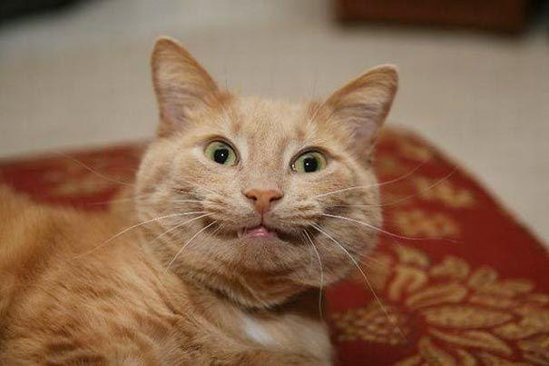 25 смешных котов, которые явно перебрали с кошачьей мятой (ФОТО)