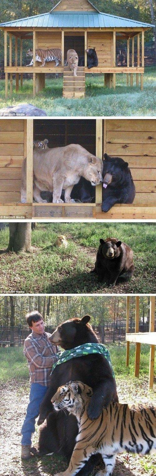 Невероятная дружба между животными (ФОТО)