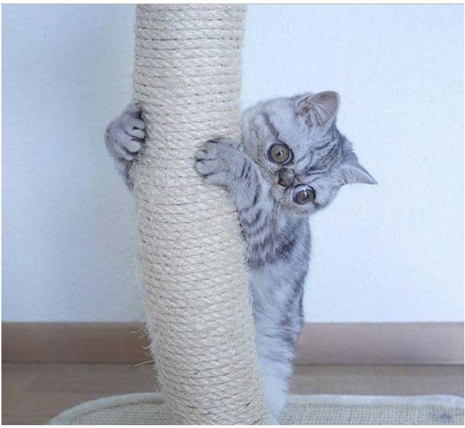 Котенок с самыми большими глазами завоевывает интернет (ФОТО)