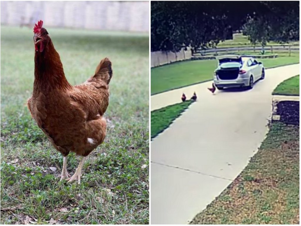 Курица хотела сбежать из дома в багажнике авто. ВИДЕО