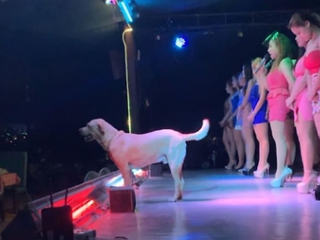 Пёс «спел» в музыкальном шоу. ВИДЕО