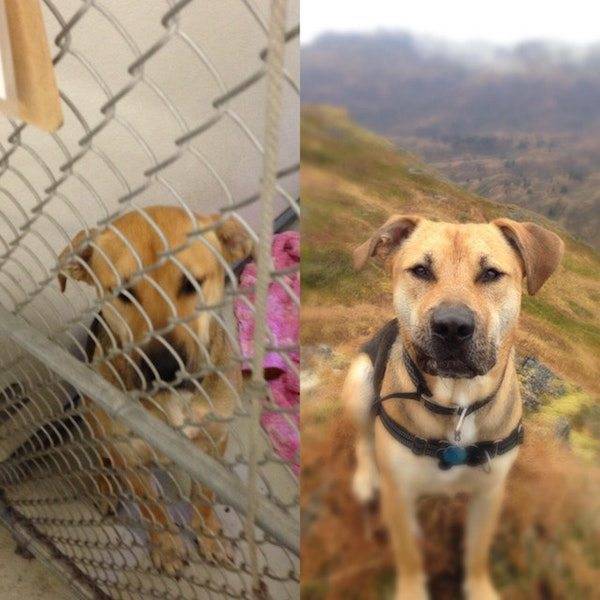 Животные, которых забрали из приюта: до и после