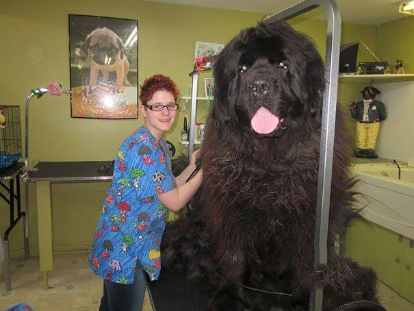 20 огромных собак, которые не понимают насколько они большие (ФОТО)