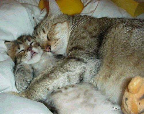 Так любить могут только мамы: Трогательные снимки кошачьей идиллии (ФОТО)