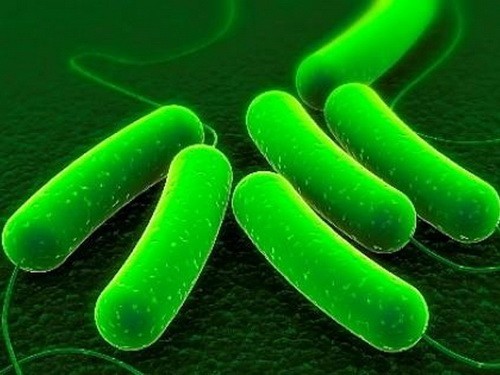 В США создали «мутантный» пробиотик для похудения