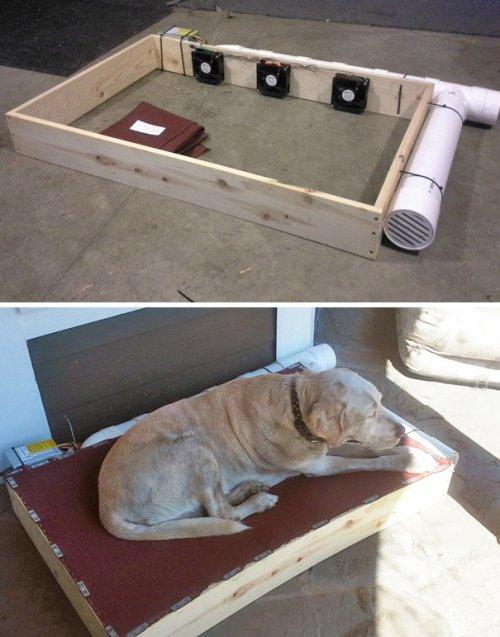 Креативные владельцы собак, которые делают для своих питомцев необычные вещи (ФОТО)