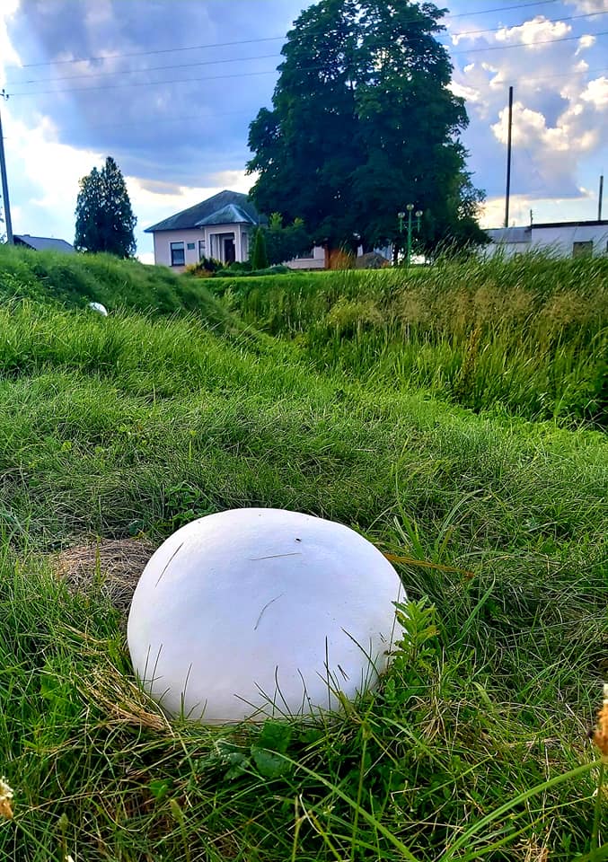 Найден гриб размером больше футбольного мяча. ФОТО