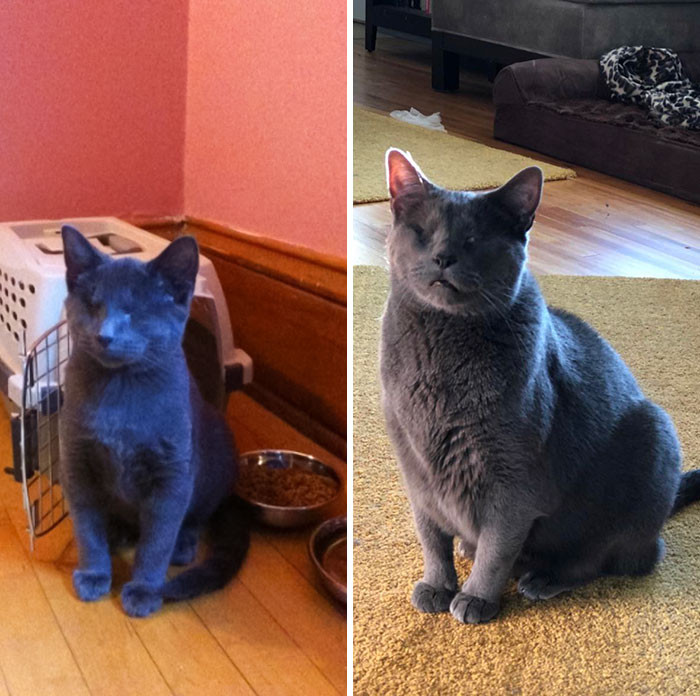 Милые котики до и после того, как их спасли от бездомной жизни