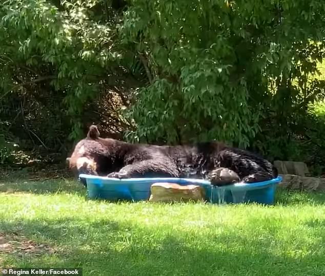 Огромный медведь пробрался на частный двор, чтобы искупаться и выспаться в бассейне