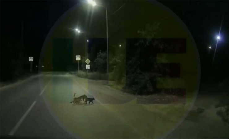Две кошки перевели раненую собаку через дорогу. Видео