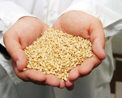 Украина попала в тройку крупнейших экспортеров зерна