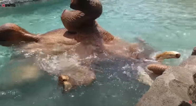 В зоопарке слон уснул под водой